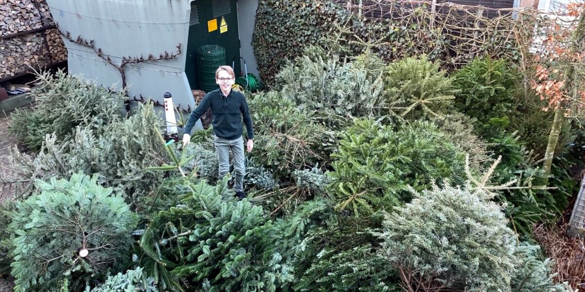 Niels (12) heeft 128 kerstbomen in de tuin: 
