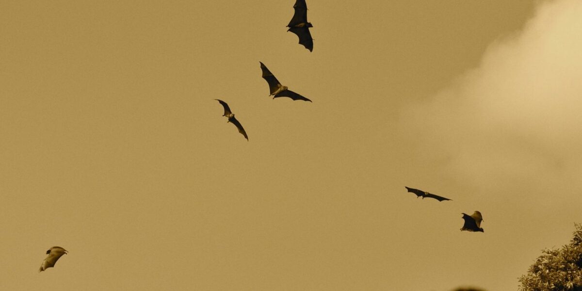 Vleermuizenavond in en rond kasteel loenersloot