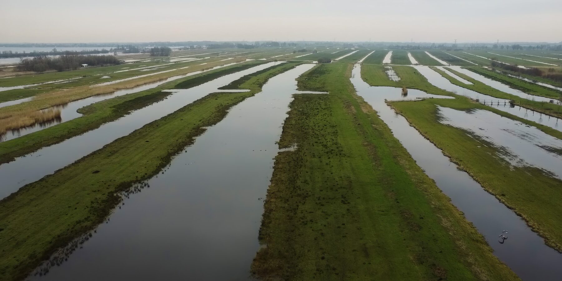 Wintervogels spotten in de Demmerikse polder