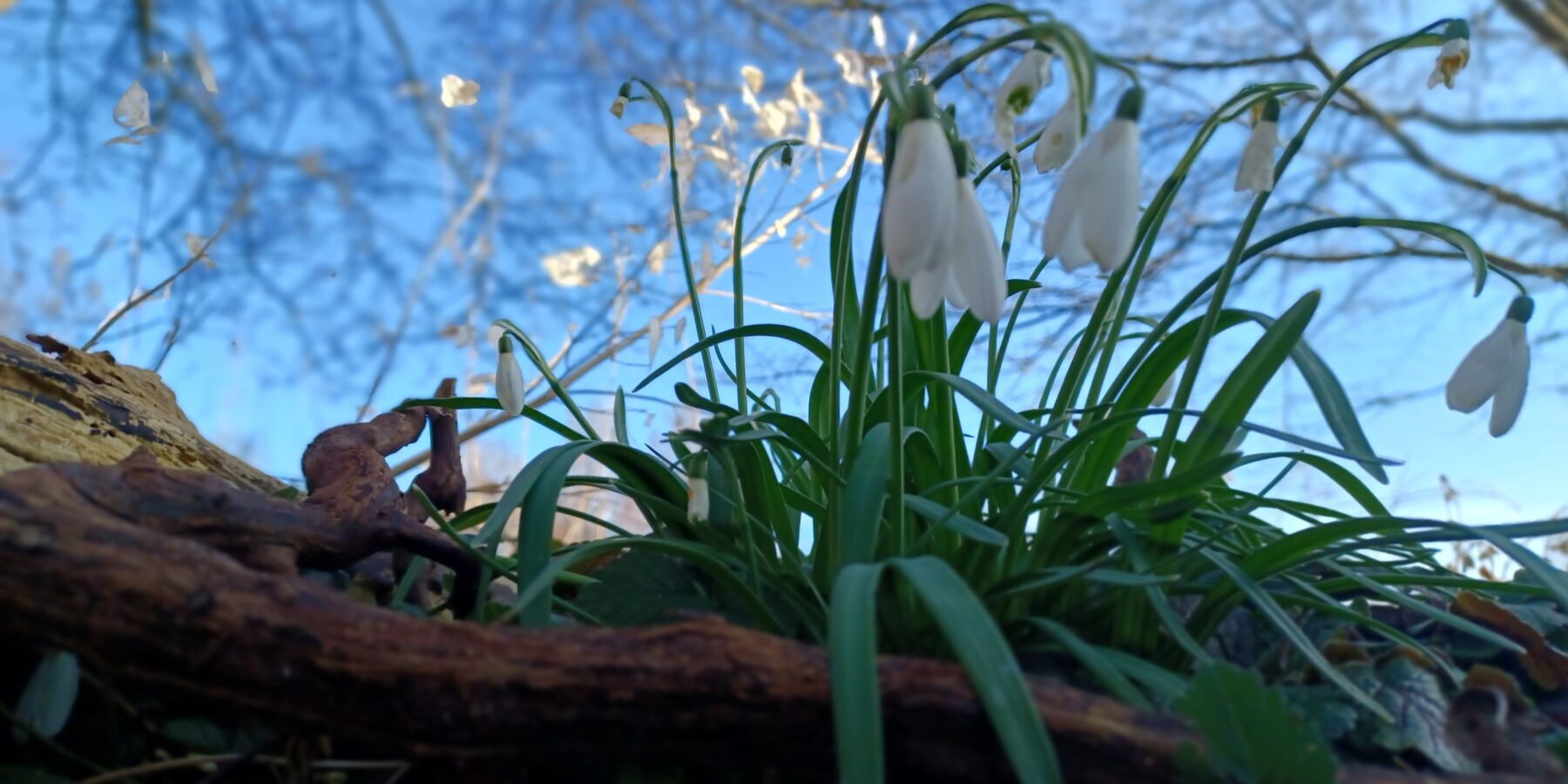 Gratis sneeuwklokjes bij start tuinseizoen
