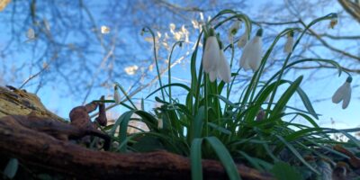 Gratis sneeuwklokjes bij start tuinseizoen