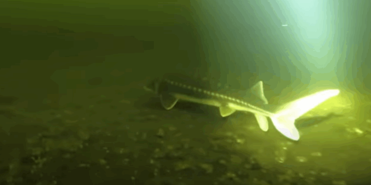 Camerabeelden tonen zeldzame steur in Vinkeveense Plassen