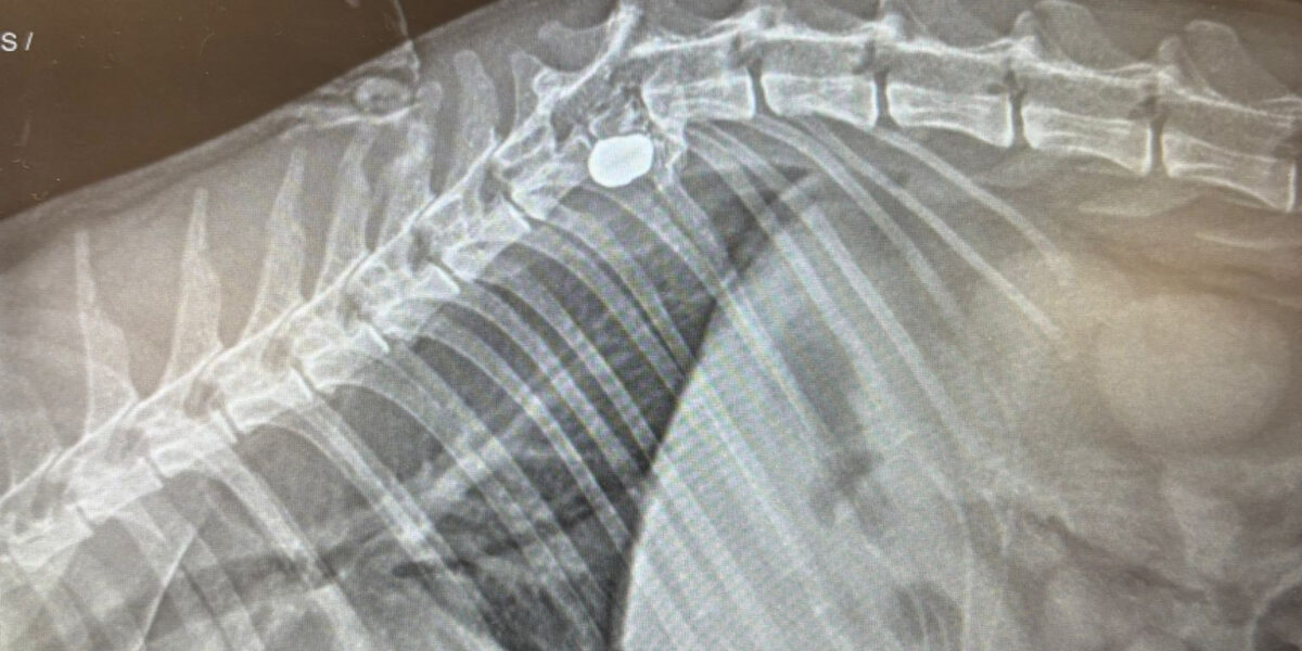 Kat neergeschoten in Mijdrecht, eigenaar waarschuwt buurt