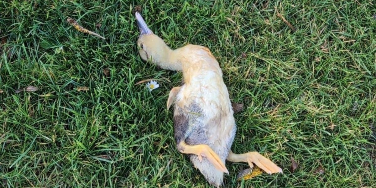 Waarschuwing na nieuwe gevallen van vogelgriep