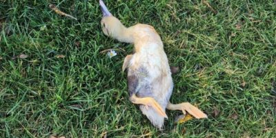 Een in Wilnis gevonden vogel, bezweken aan vogelgriep