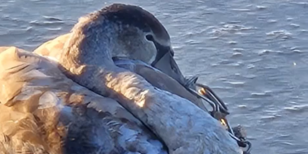 Jonge zwaan bevrijd uit muskusrattenklem