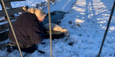 Foto: Dierenambulance