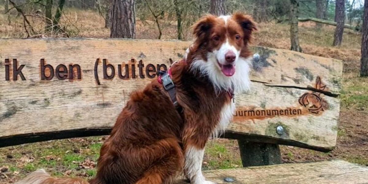 Nog altijd geen spoor van vermiste hond Daisy