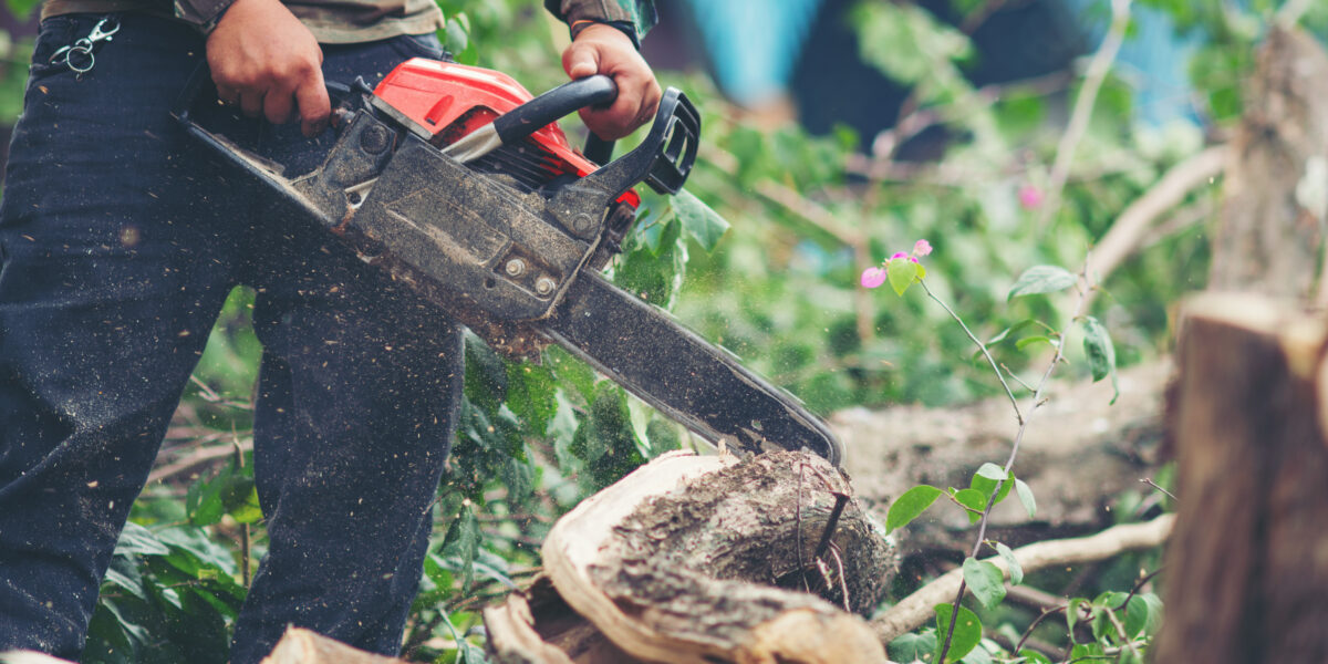 Kaalslag op Fort bij Abcoude? Natuurmonumenten herstelt militair hakhoutbos