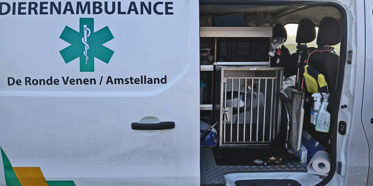 Kraanvogel gevangen: ‘Belangrijkste is dat hij nu tot rust komt’