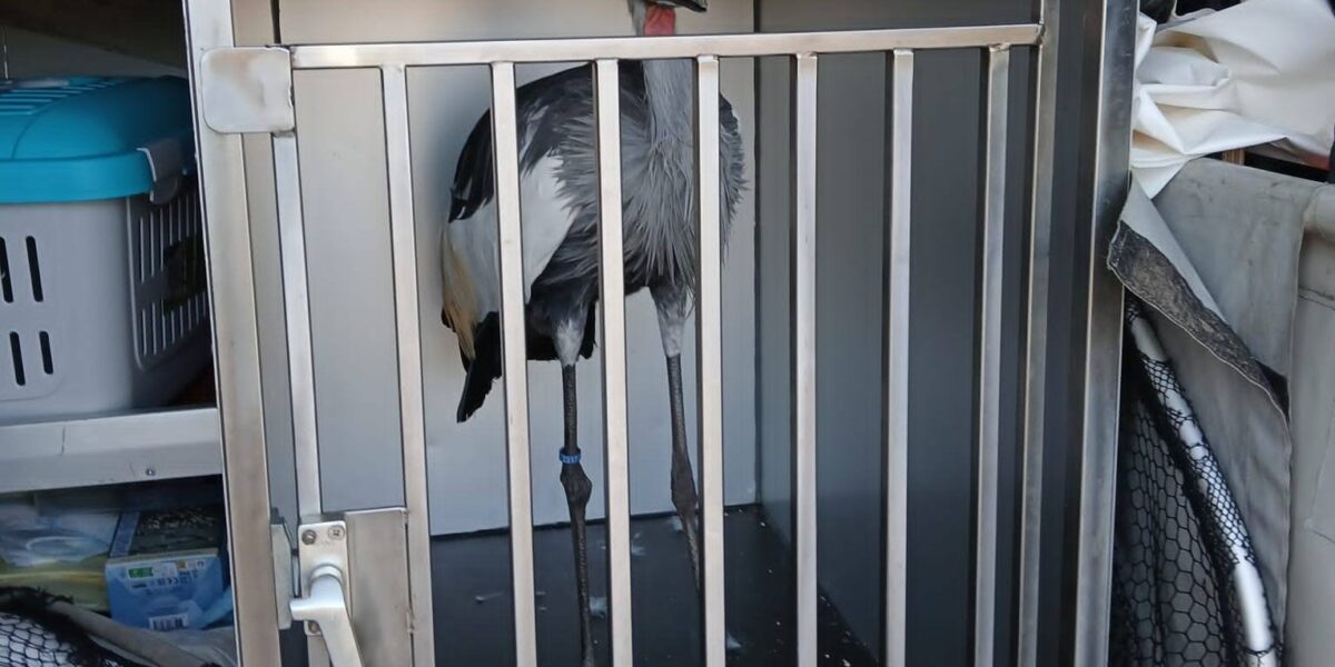 Toekomst van Mijdrechtse kraanvogel nog onzeker