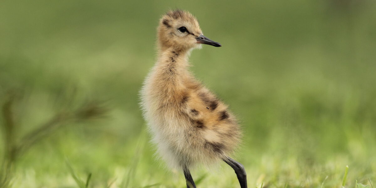 Natuurorganisaties roepen op tot rust in de polder