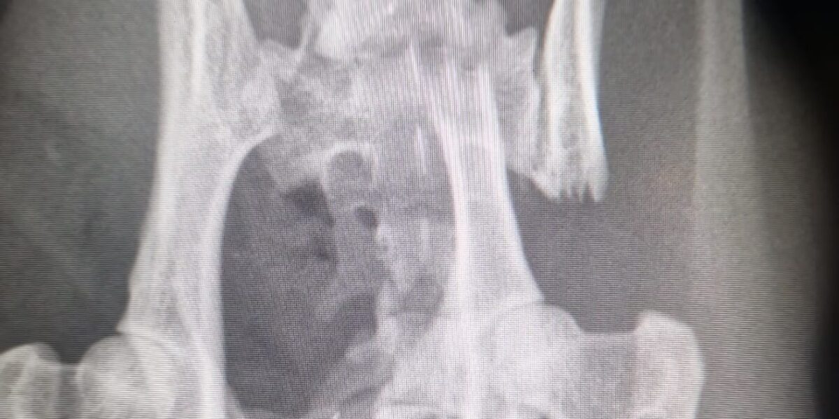 Zwaargewonde kat alsnog geopereerd na ingrijpen dierenambulance