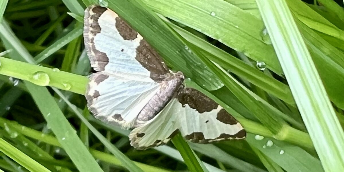 Speur ’s nachts in je tuin: Nachtvlinderestafette van start