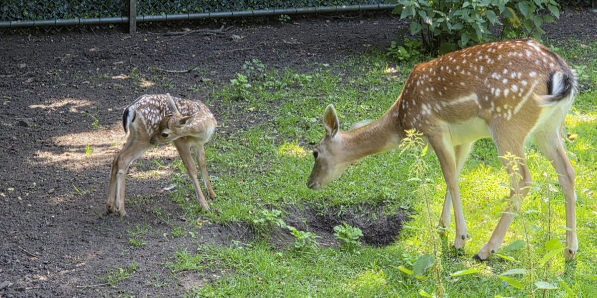 Bijzonder moment vastgelegd: hertje bevalt in hertenkamp Mijdrecht