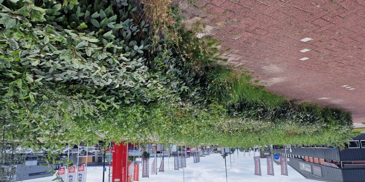 Overwoekerd groen zorgt voor ergernis: gemeente herkent kritiek niet