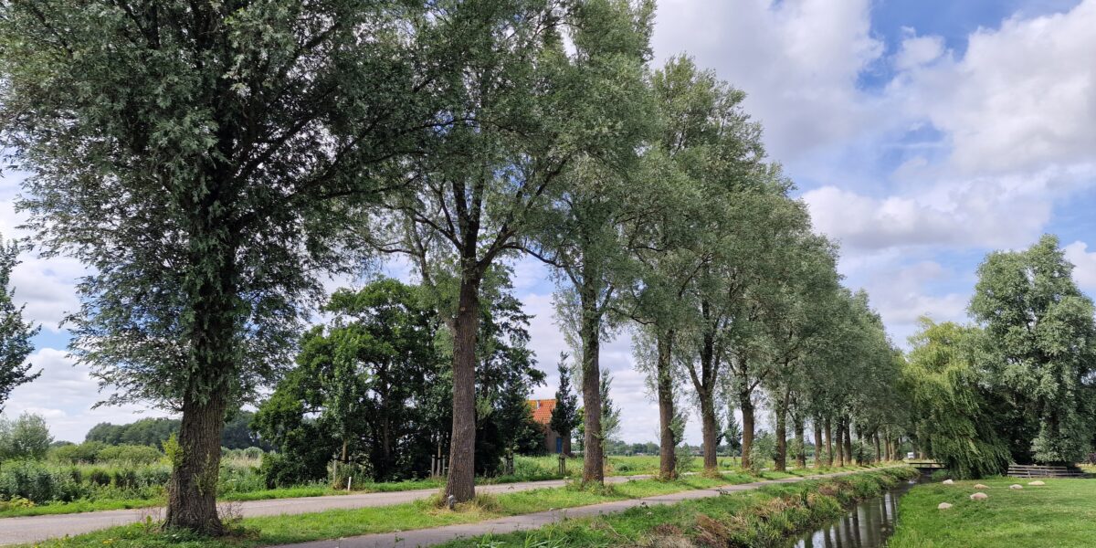 Ruim honderd bomen langs Lange Coupure bij Abcoude verdwijnen