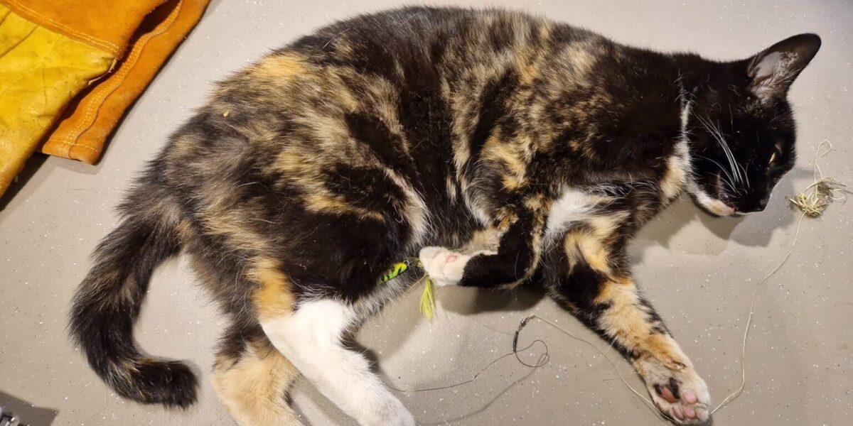 Dierenambulance redt kat met karperhaak in poot en lichaam